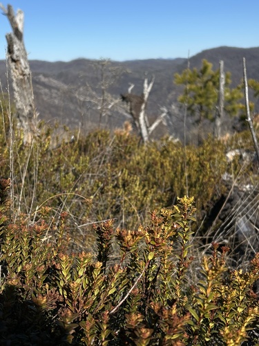 sand myrtle (Kalmia buxifolia)