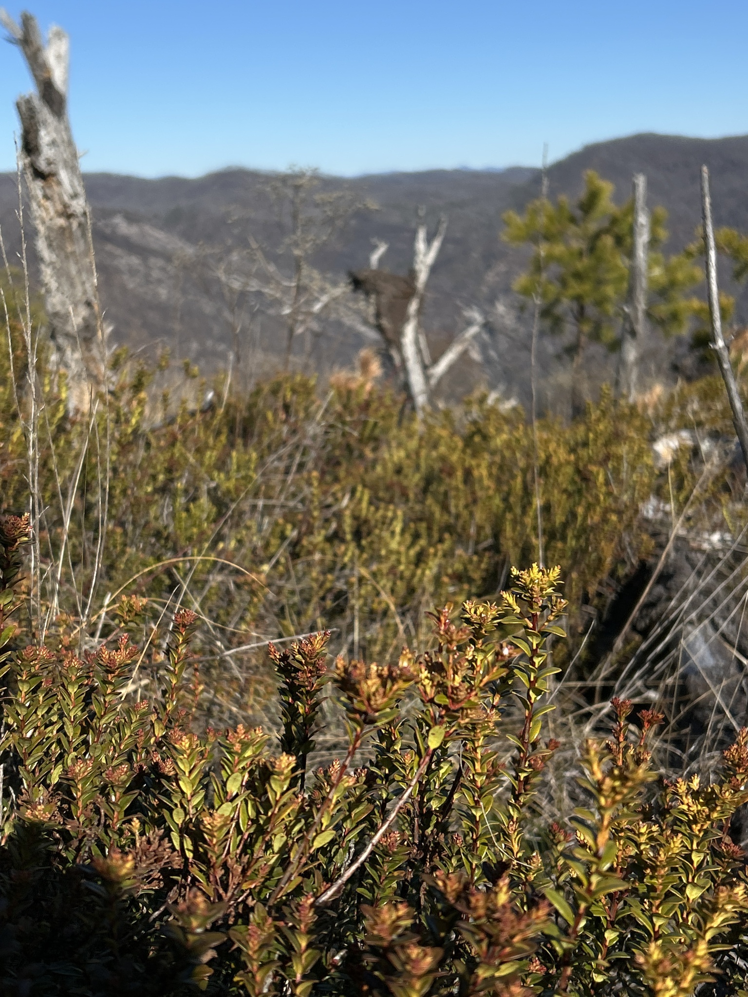 Sand Myrtle (Kalmia buxifolia)
