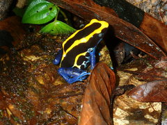 Dendrobates tinctorius