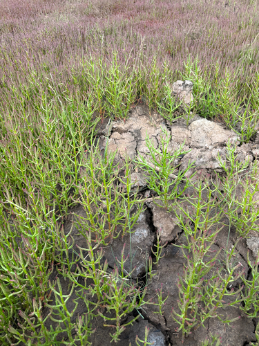 perennial-jointed glasswort