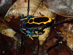 Dendrobates tinctorius