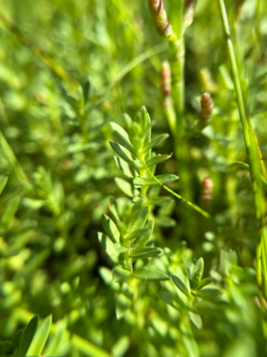 Sea Milkwort