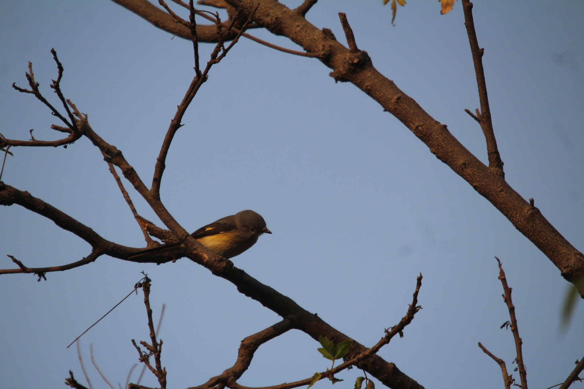 Small Minivet (Pericrocotus cinnamomeus), photo 4