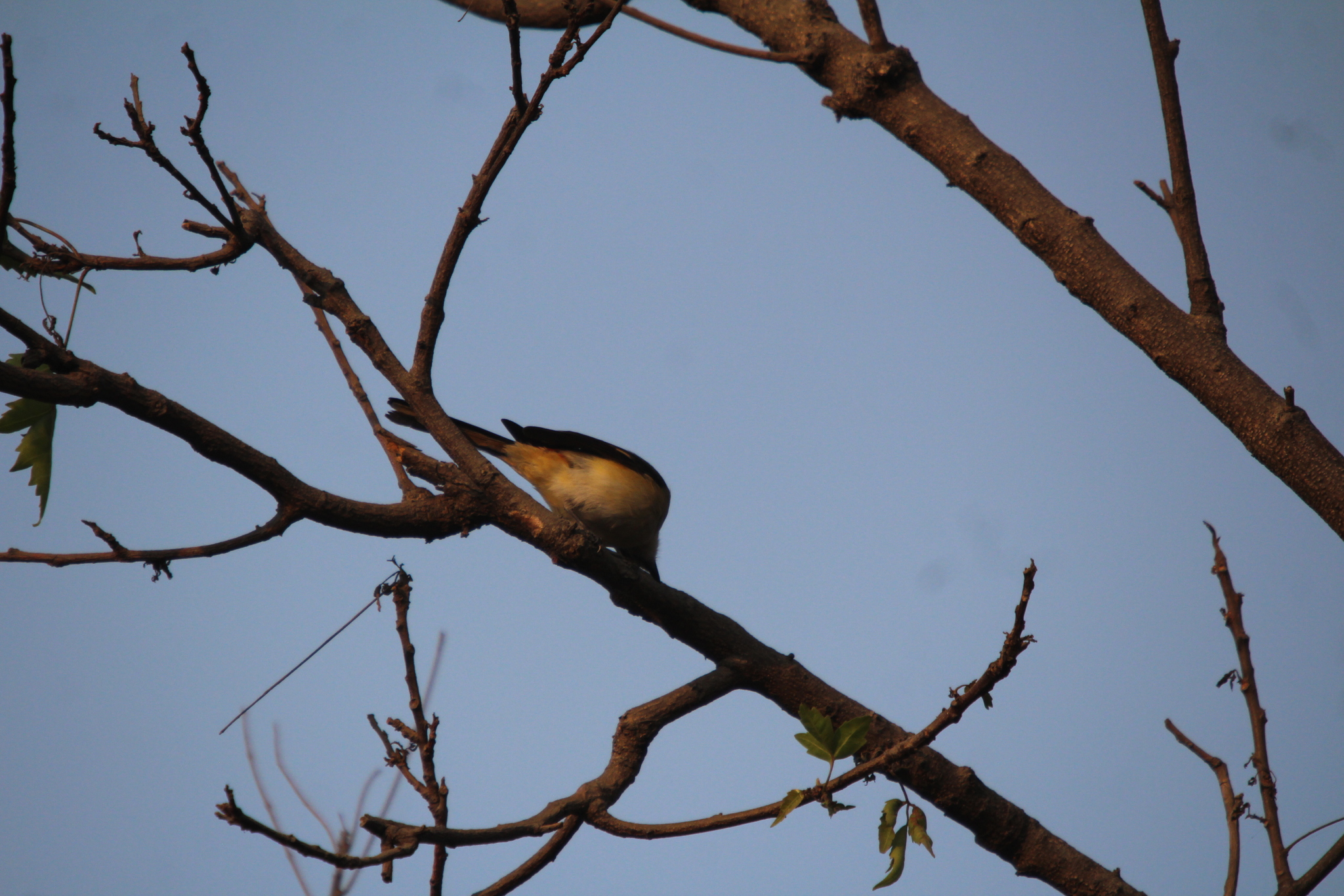 Small Minivet (Pericrocotus cinnamomeus), photo 5