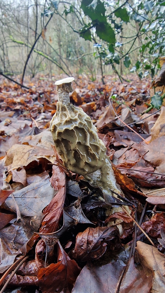 Phallus impudicus · January 2026 · photo: © fungiary (iNaturalist, cc0)