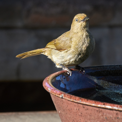 Sombre Greenbul (Andropadus importunus), photo 6