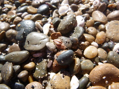 Muricopsis necocheana