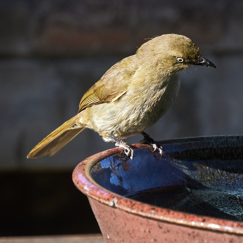 Sombre Greenbul (Andropadus importunus), photo 7