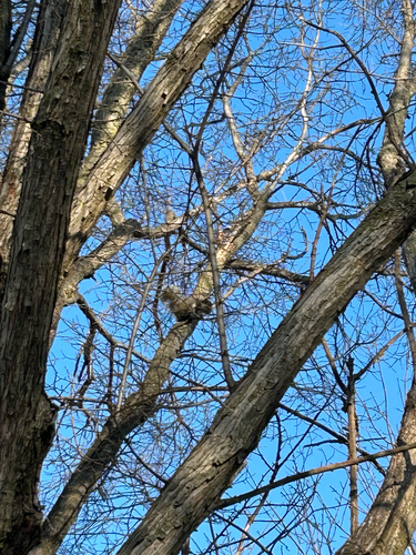 Eastern Gray Squirrel