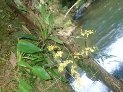 author not stated, no rights reserved Gomesa ranifera, photograph author not stated, no rights reserved