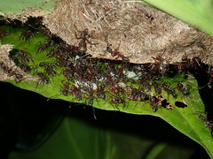 Dolichoderus attelaboides
