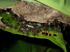 Dolichoderus attelaboides