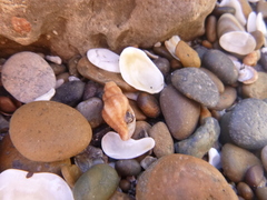 Muricopsis necocheana