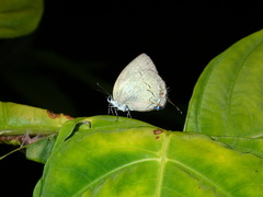 Theclopsis lydus
