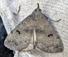 Phalaenostola hanhami