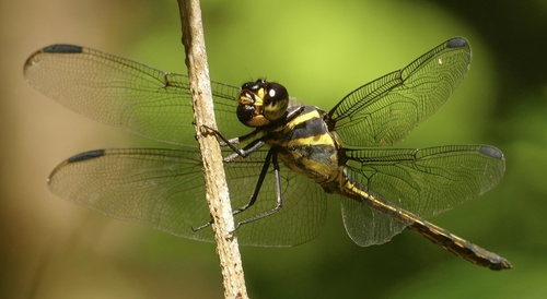 Regal Skimmer