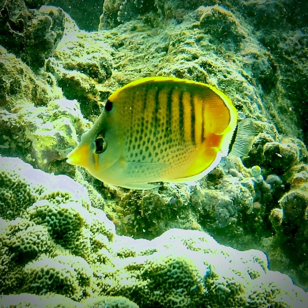 Butterflyfish (Chaetodon punctatofasciatus) — Chaetodontidae