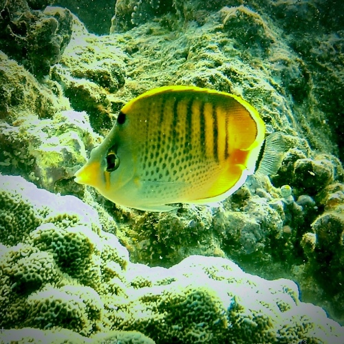 Butterflyfish (Chaetodon punctatofasciatus) — Chaetodontidae