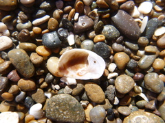 Bostrycapulus odites