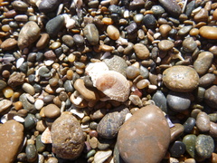 Bostrycapulus odites