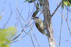 Nesoctites micromegas