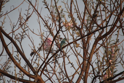 Verditer Flycatcher (Eumyias thalassinus), photo 6