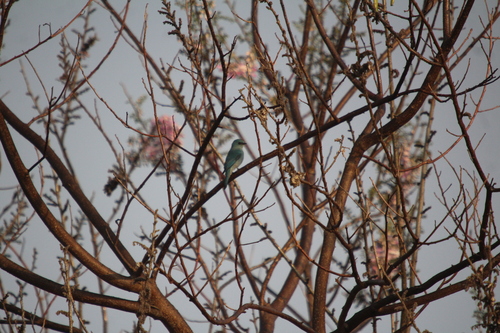 Verditer Flycatcher (Eumyias thalassinus), photo 7