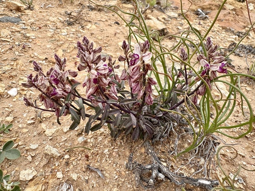 Namib Falsepea (Polygala mossii)