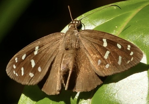 Hyalothyrus infernalis