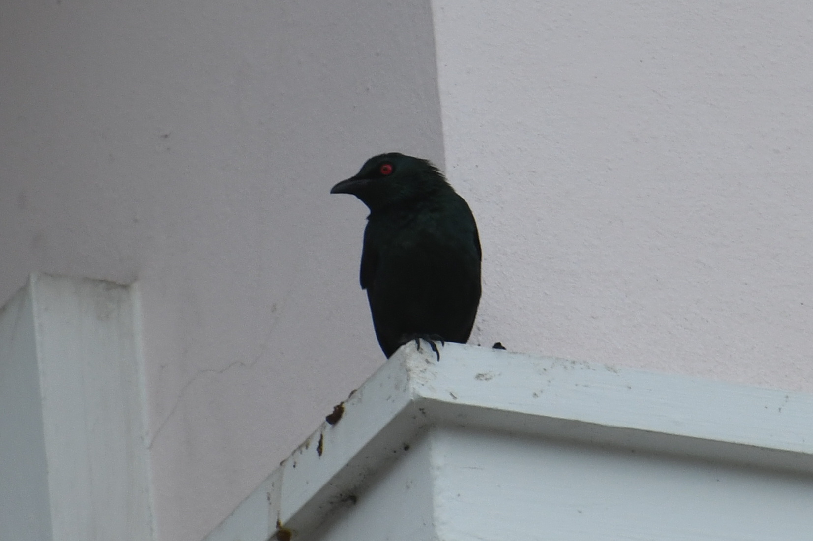 Asian Glossy Starling (Aplonis panayensis), photo 3