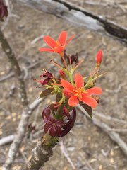 Jatropha nudicaulis