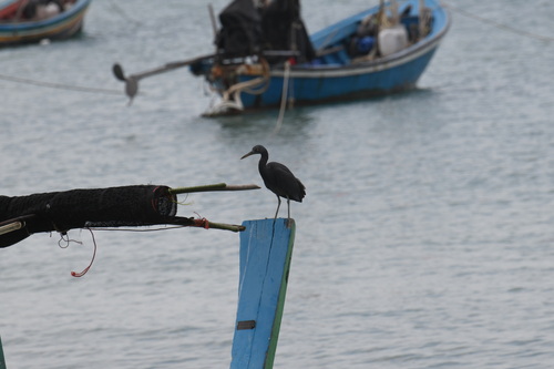 Pacific Reef Heron (Egretta sacra), photo 4