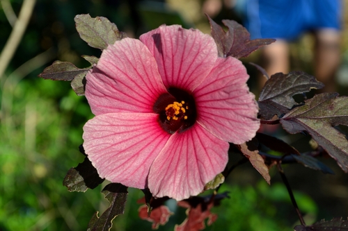 cranberry hibiscus