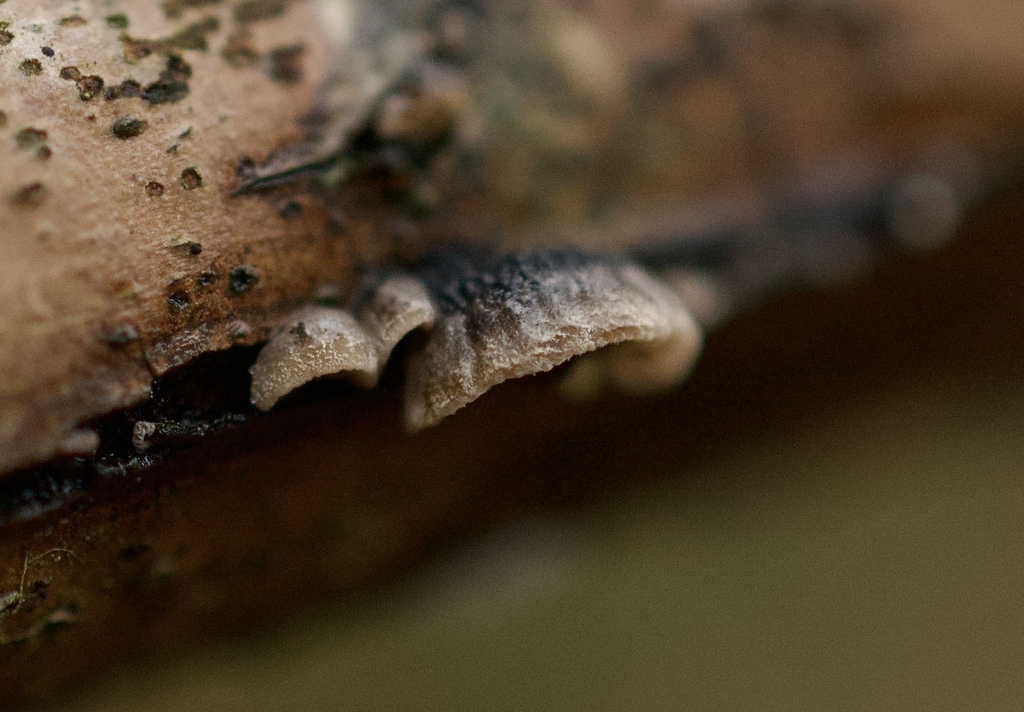 Resupinatus trichotis · January 2026 · photo: © cryptomarasmius (iNaturalist, cc-by)