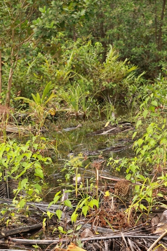 Rufescent Tiger Heron (Tigrisoma lineatum), photo 4