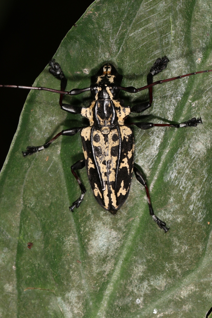 Steirastoma marmoratum