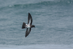 Fregetta maoriana