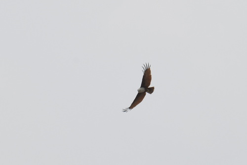 Brahminy Kite (Haliastur indus), photo 6