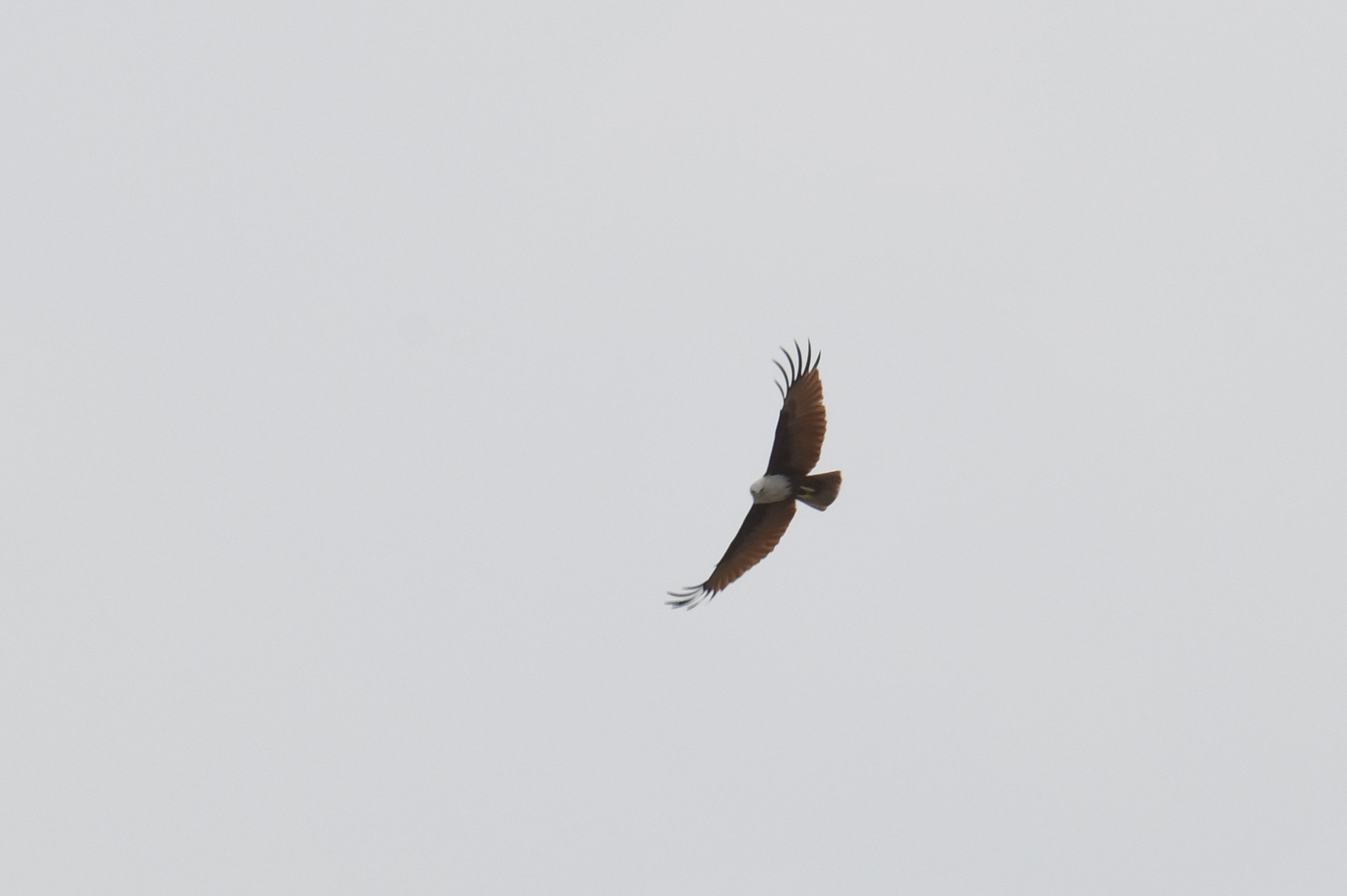 Brahminy Kite (Haliastur indus), photo 6