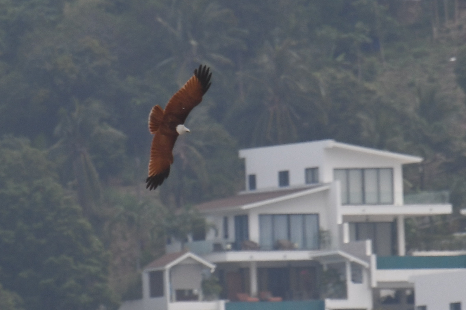 Brahminy Kite (Haliastur indus), photo 7