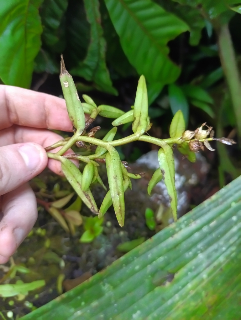 Epidendrum strobiliferum