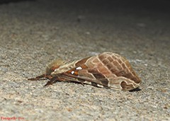 Sthenopis argenteomaculatus