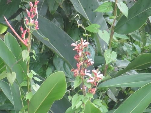 Alpinia nigra iNat (3)