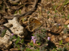 Coenonympha thyrsis