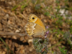 Coenonympha thyrsis