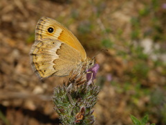 Coenonympha thyrsis