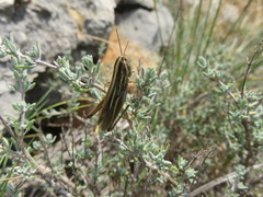 Ramburiella hispanica