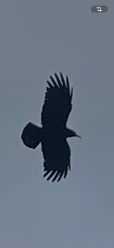Red-billed Chough (Pyrrhocorax pyrrhocorax)