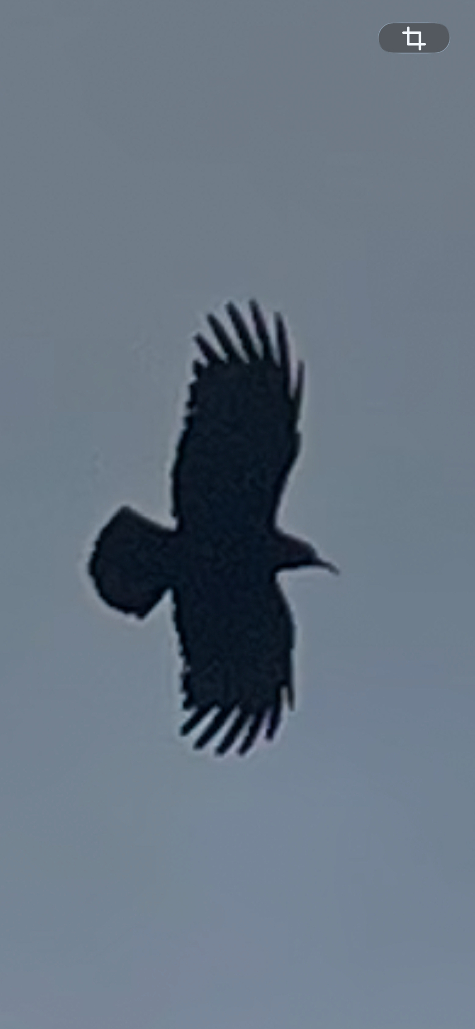 Red-billed Chough (Pyrrhocorax pyrrhocorax), photo 1