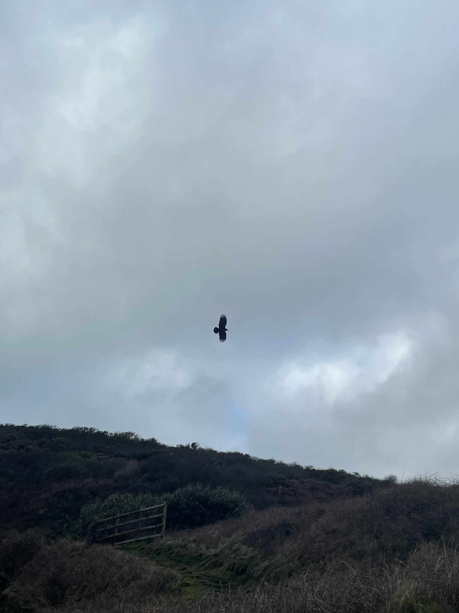 Red-billed Chough (Pyrrhocorax pyrrhocorax), photo 2